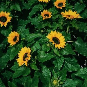 Meet your Posher, Mariana